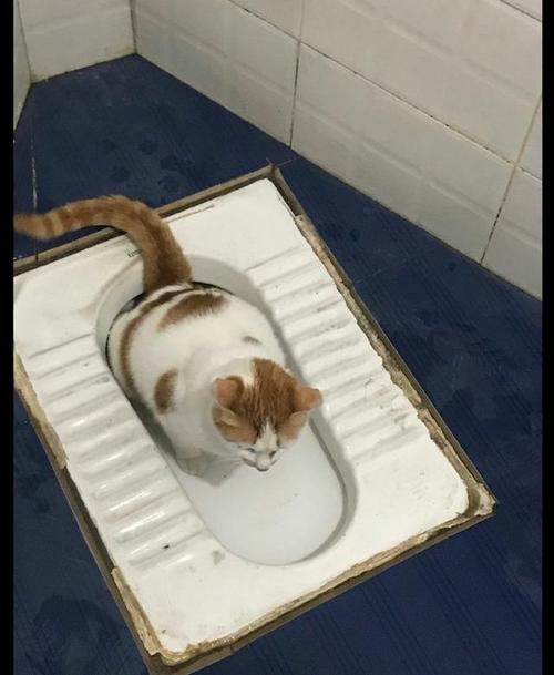 如何训练猫自己去次所