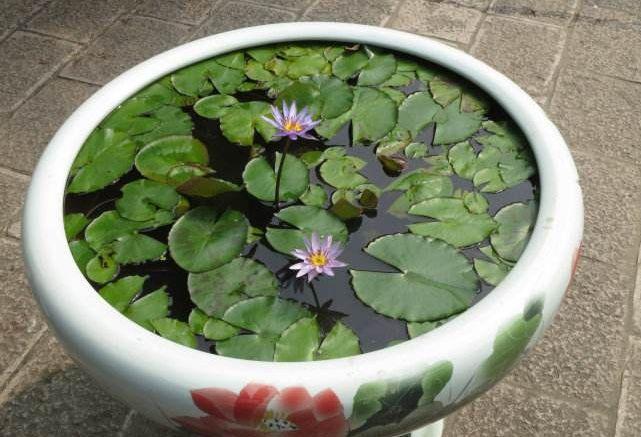 盆景睡莲怎样栽培