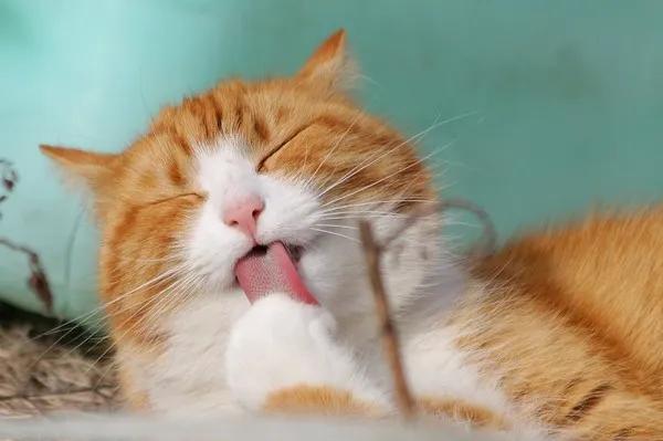 猫咪不吃东西无精打采呕吐
