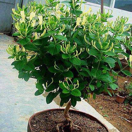 金银花盆景栽培
