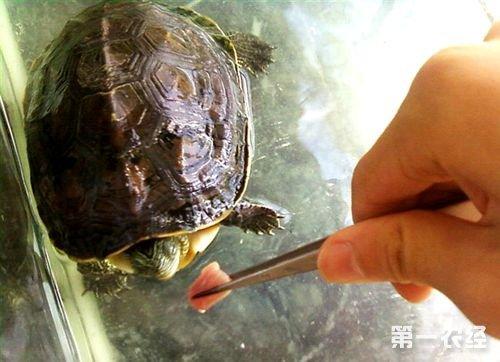 乌龟最近不怎么吃东西怎么办