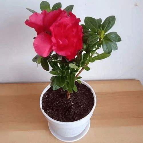 杜鹃花换盆注意事项