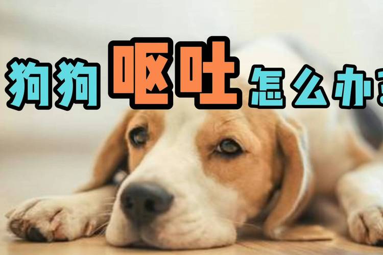 狗为什么吐东西怎么办