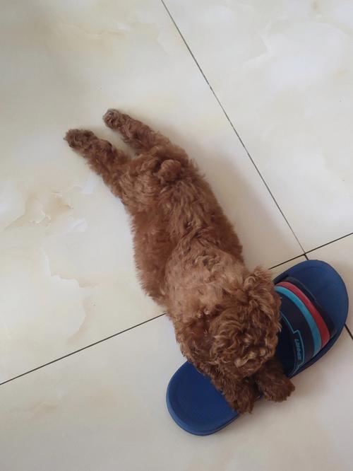 泰迪狗粘人怎么训练