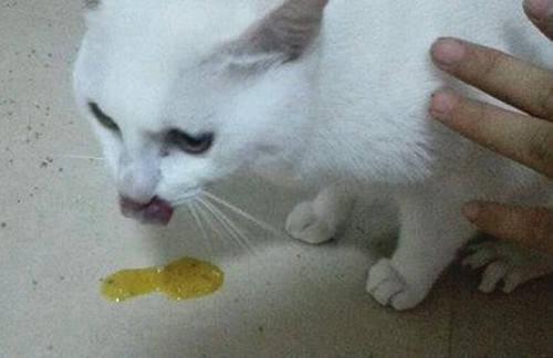 猫一吃东西就吐白沫