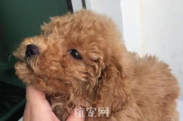 两个月的泰迪喜欢咬各种东西