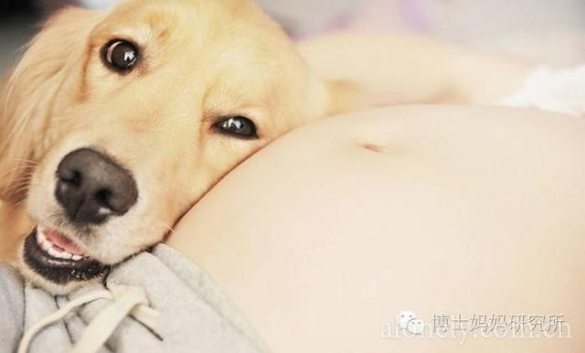 狗狗怀孕要准备什么东西
