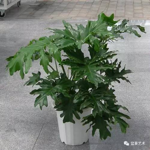 春羽的栽培管理.