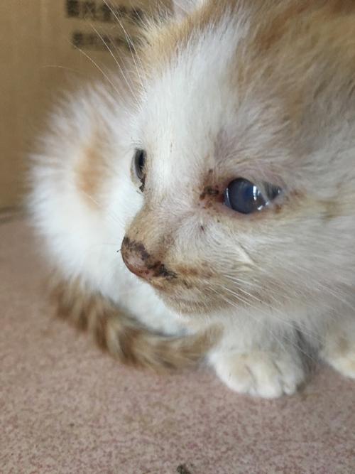 猫眼睛受伤了不吃东西