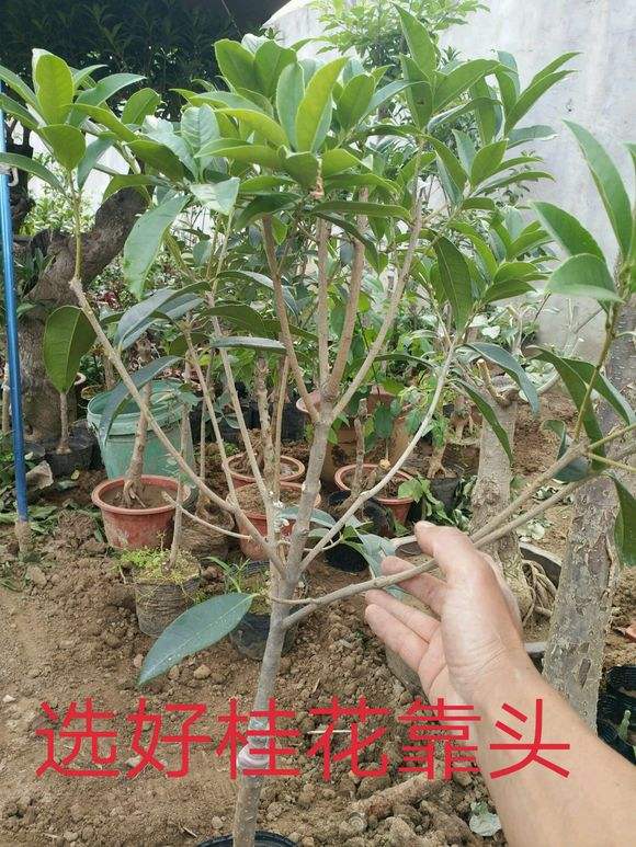 桂花嫁接注意事项