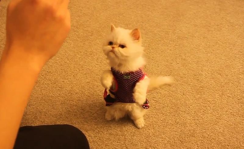 训练猫不咬人