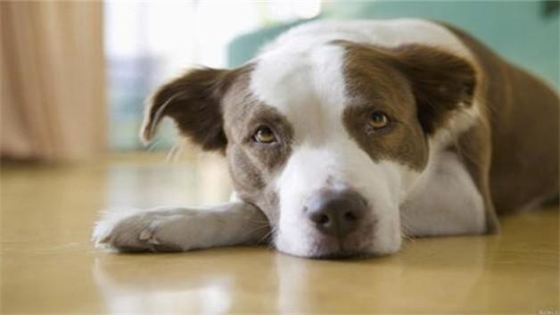 狗狗犬瘟发烧不吃东西怎么办