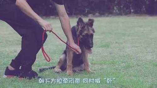 如何训练幼犬卧