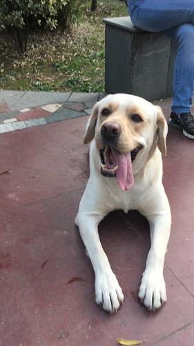 阿布拉多幼犬不吃东西拉稀