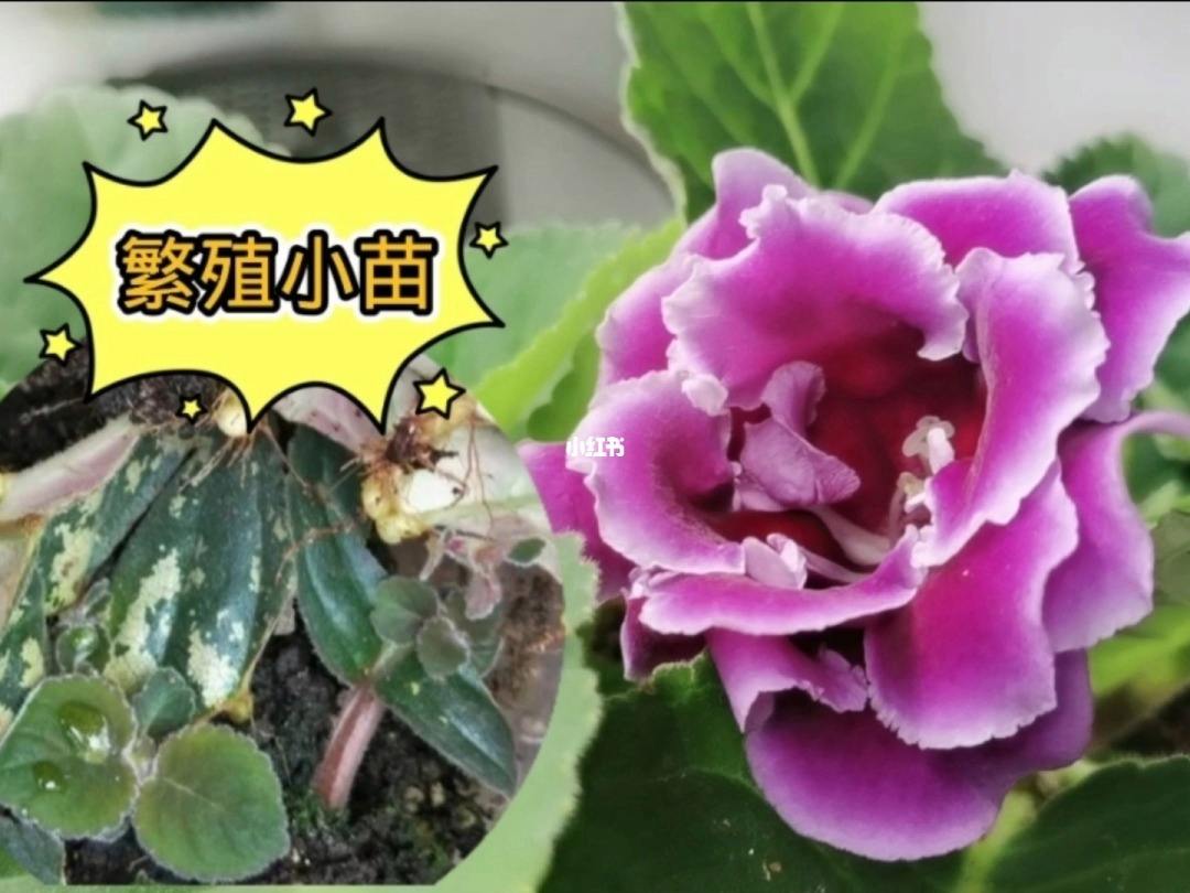 大岩桐幼苗注意事项