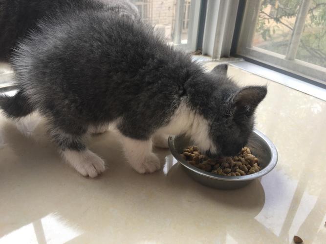 猫去新家呕吐不吃东西怎么办