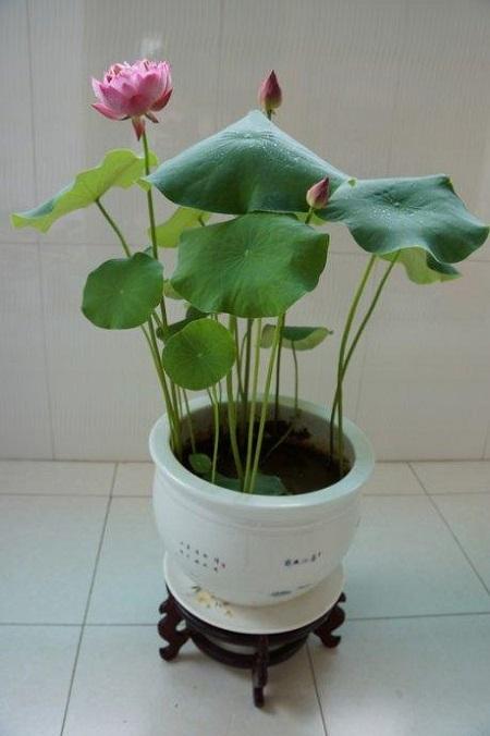 碗莲的栽培技术