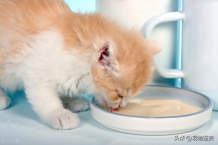 猫 呼吸急促 不吃东西 没精神