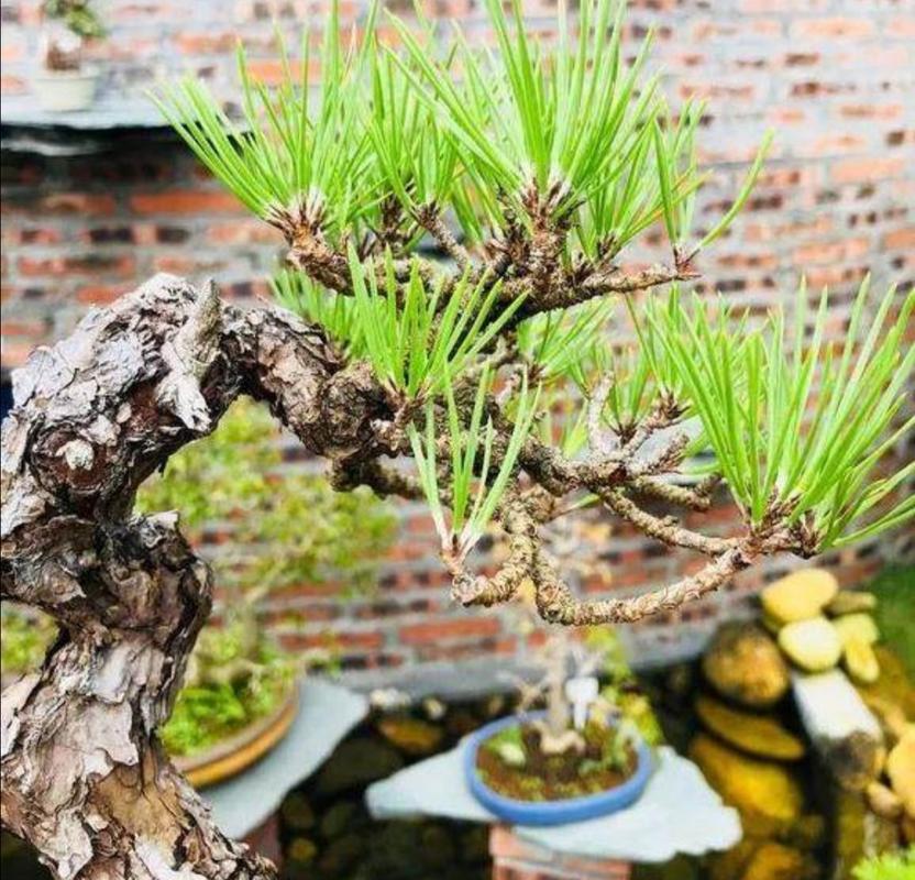 松树桩的栽培