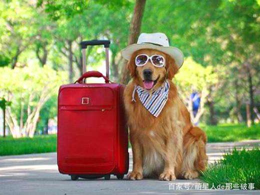 带狗旅游需要什么东西