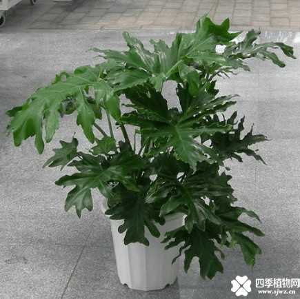 春羽怎么栽培