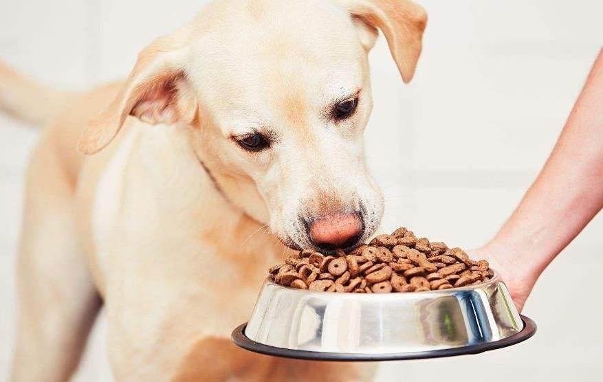 狗老了不爱吃东西喂什么