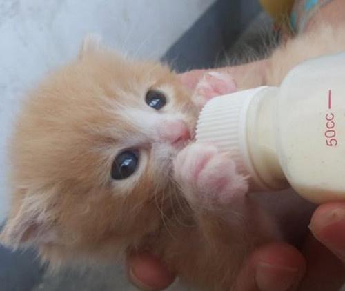 刚出生的小猫该吃什么东西