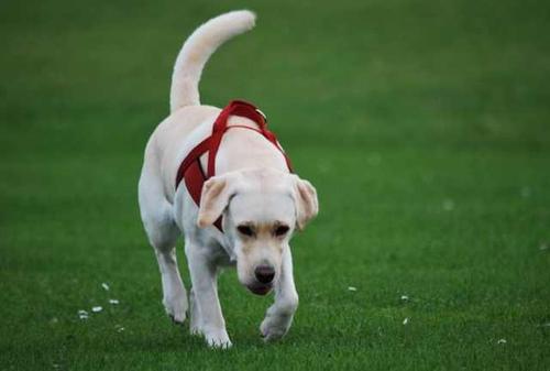 拉不拉多犬饲养训练