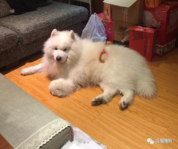 训练萨摩幼犬大小便