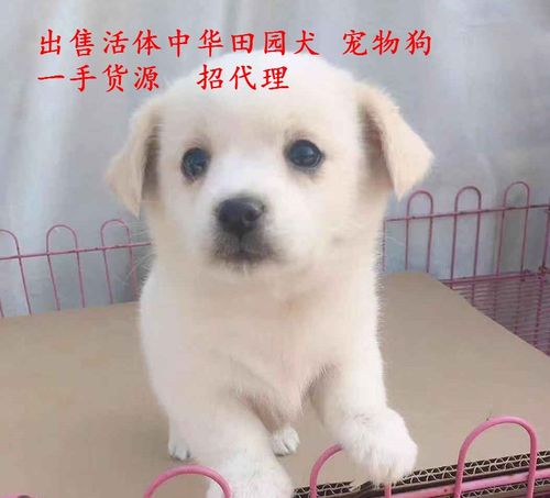田园犬幼犬训练
