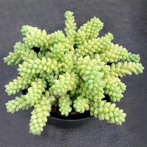 多肉植物的栽培管理