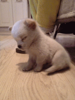 狗狗困了不吃东西