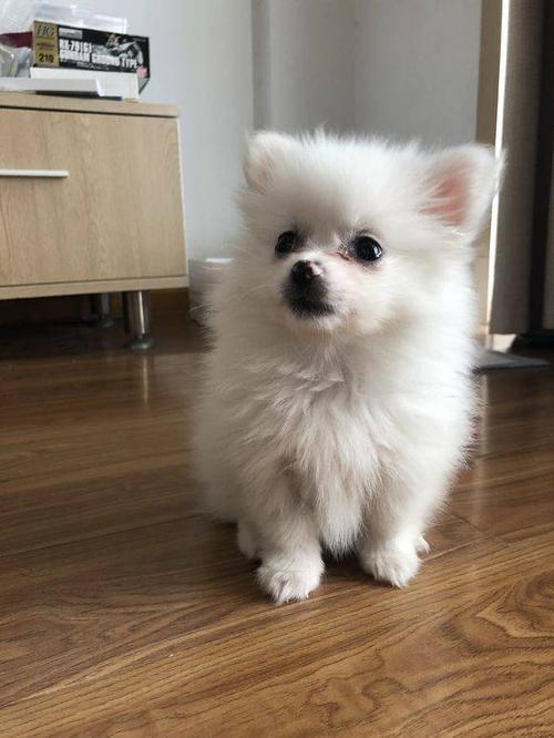 博美胆子小怎么训练