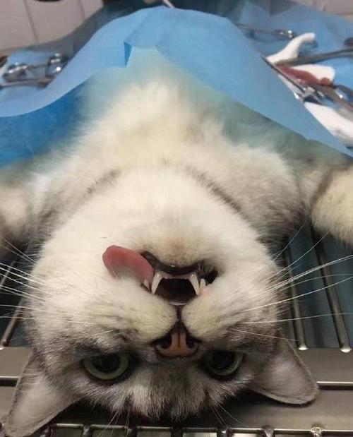 猫绝育后不肯吃东西