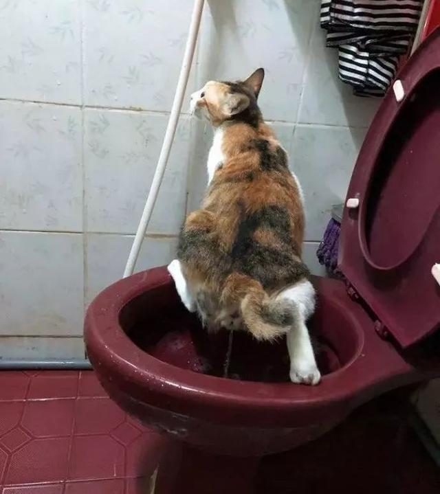 怎么训练猫用厕所蹲