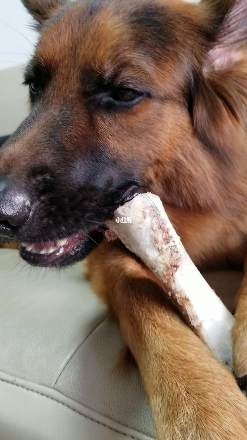 如何训练狗狗不乱咬东西视频