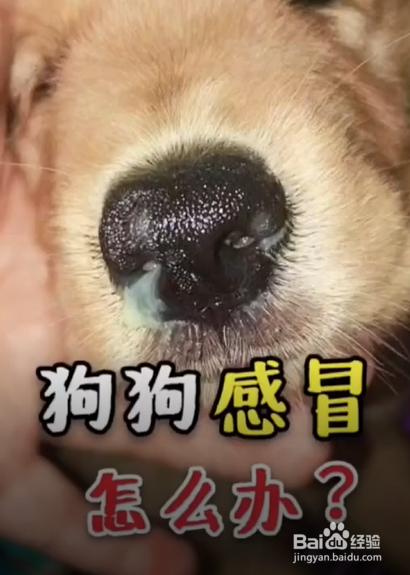狗有点感冒不吃东西怎么办