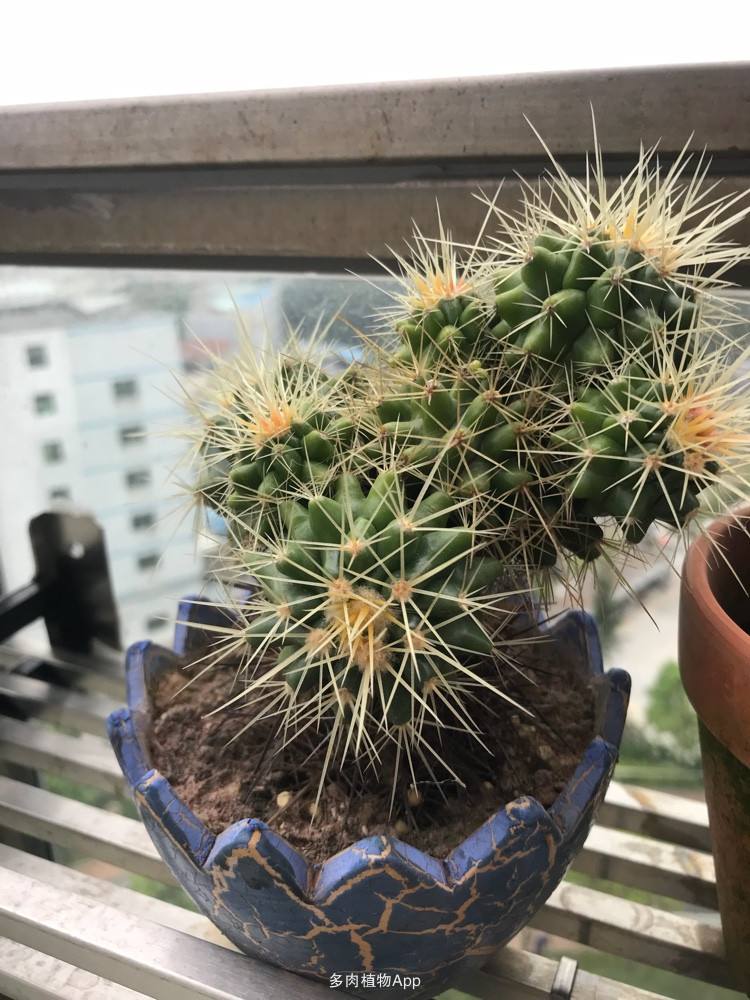 刚换盆的仙人球注意事项