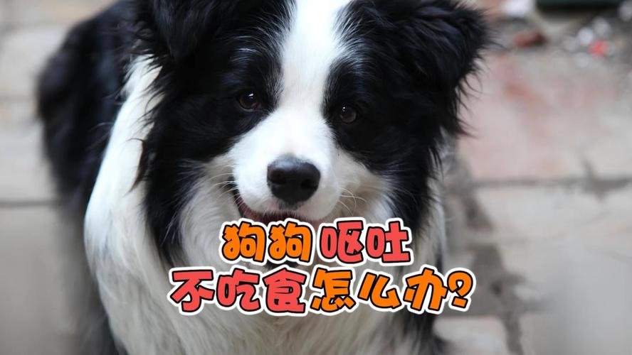 小狗狗一直恶心不吃东西怎么办