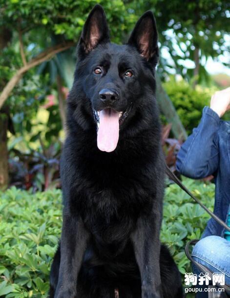 训练犬东德方案