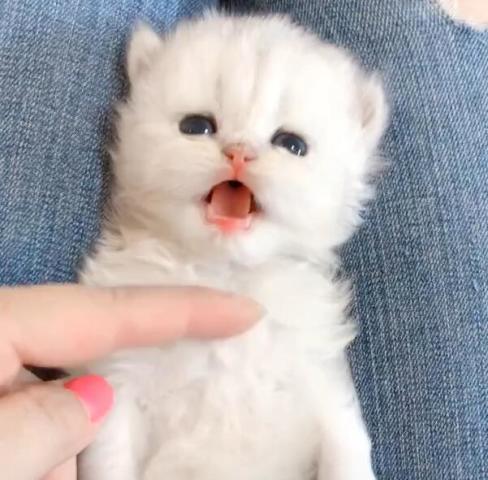 奶猫一直叫不吃东西