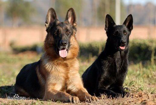 如何训练东德牧羊犬