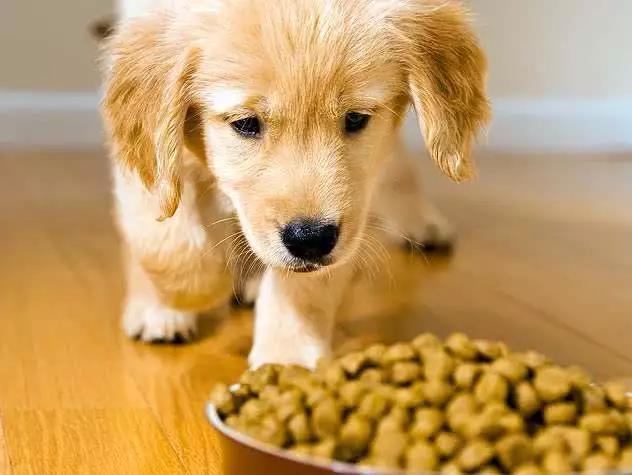 幼犬狗不吃东西怎么办