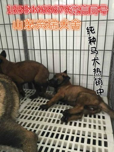 唐伟敏马犬训练教程