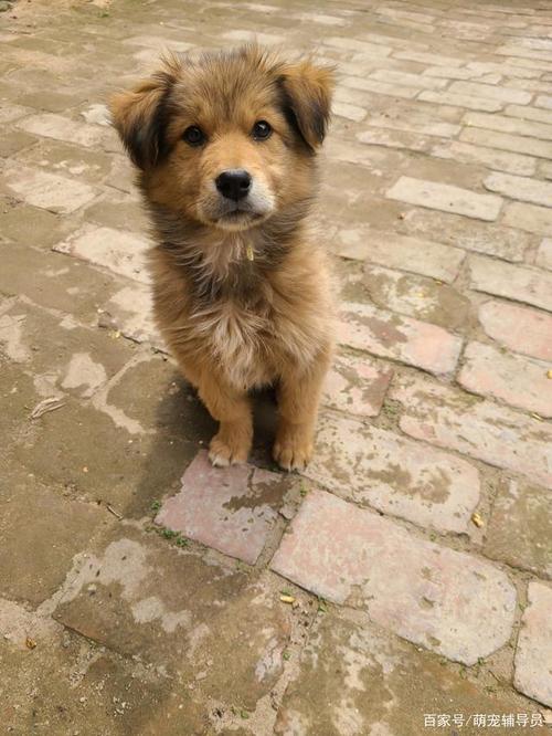 怎么训练中华田园犬