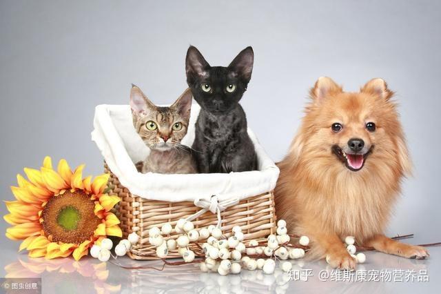 如何教育小狗不吃猫的东西