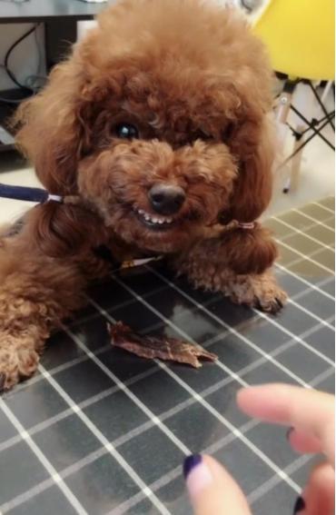 如果泰迪狗狗嗓子卡东西了怎么办