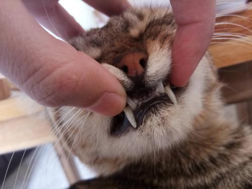 猫咪喉咙卡不吃东西怎么办