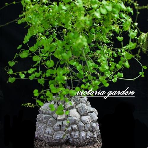 南非龟甲龙草的栽培