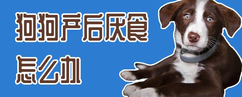 狗狗产后母狗不吃东西